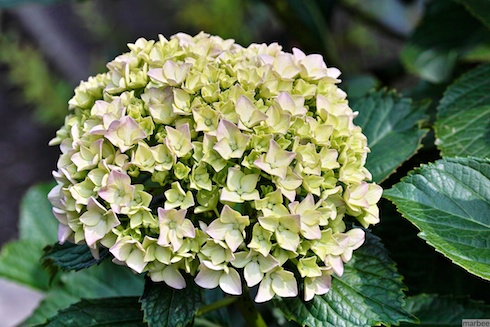 あじさい あじさい