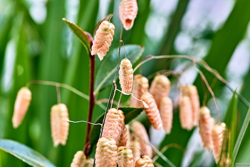 謎の植物 謎の植物
