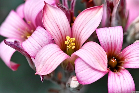 ピンクの花 ピンクの花