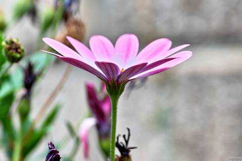 ピンクの花 ピンクの花