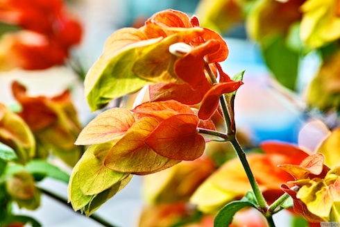 カニの爪 カニの爪