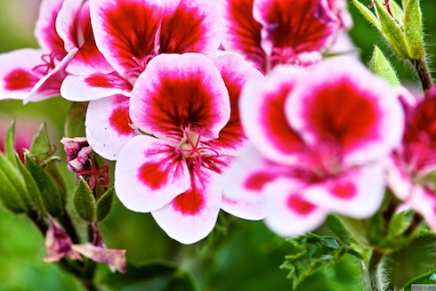 ピンクの花 ピンクの花