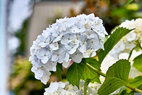 あじさい あじさい