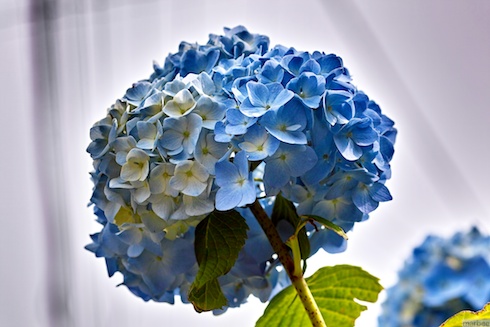 あじさい あじさい