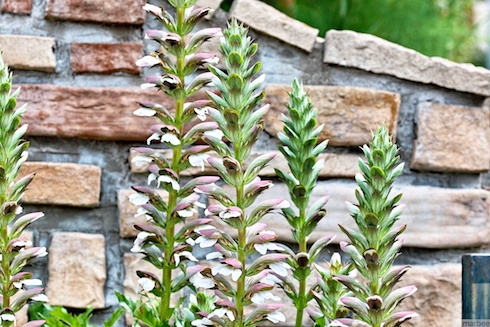 謎の植物 謎の植物