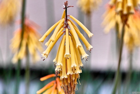 謎の植物 謎の植物