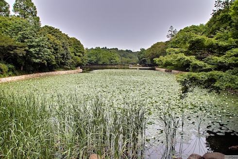 蓮の池 蓮の池