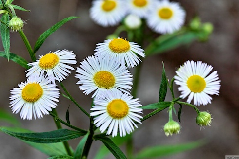 ローゼンタ ローゼンタ