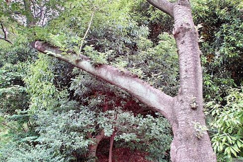 葉桜の木 葉桜の木