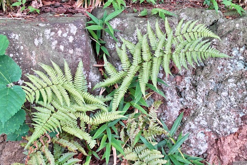 シダ類? シダ類?