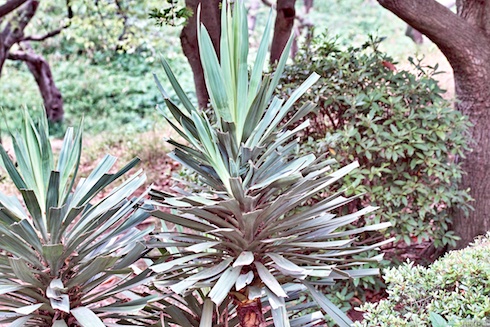 謎の植物 謎の植物