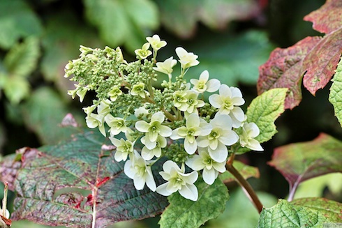 あじさい あじさい