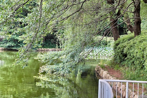 葉桜の木 葉桜の木
