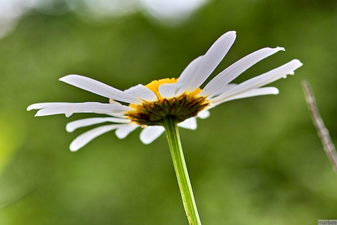 ローゼンタ ローゼンタ