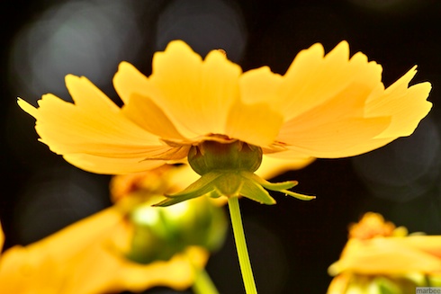 キバナコスモス キバナコスモス