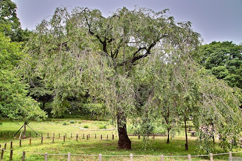 葉桜の木 葉桜の木