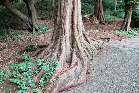 樹の根元 樹の根元