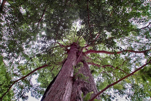 メタセコイア メタセコイア