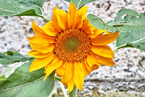 ひまわり ひまわり