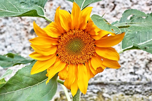 ひまわり ひまわり