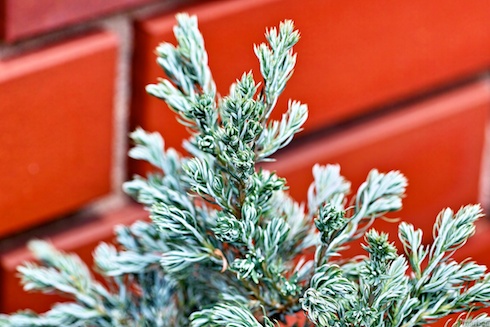 謎の植物 謎の植物