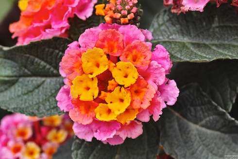 ランタナ ランタナ