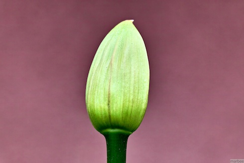 何かの芽 何かの芽