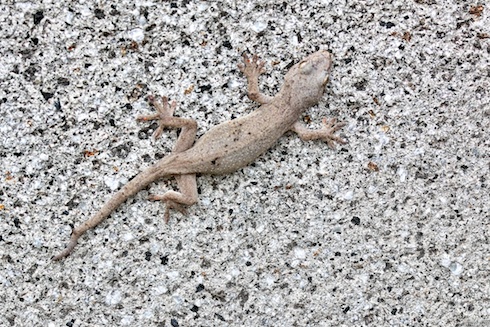 ヤモリ?イモリ? ヤモリ?イモリ?