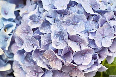 あじさい あじさい