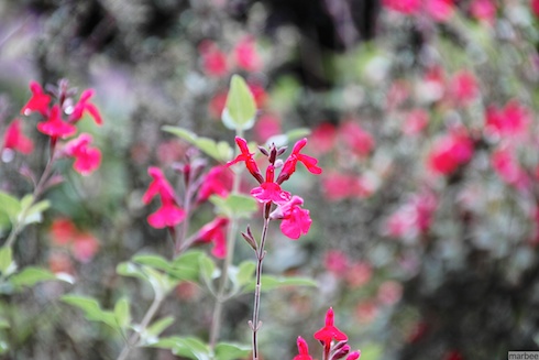 赤い花 赤い花