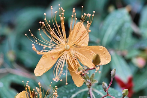 黄色い花 黄色い花