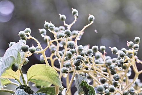 何かの実? 何かの実?