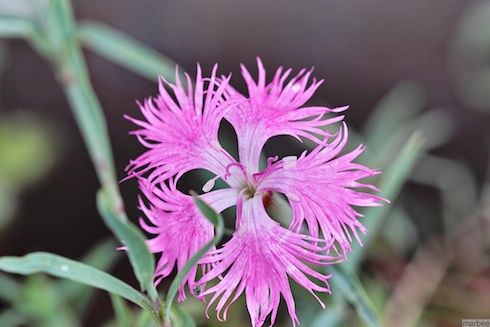 ナデシコ ナデシコ