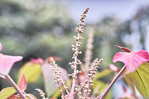 何かの芽? 何かの芽?