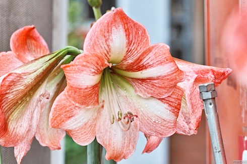 アマリリス アマリリス