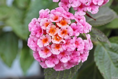 ランタナ ランタナ