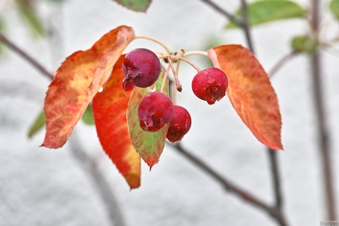 何かの実? 何かの実?