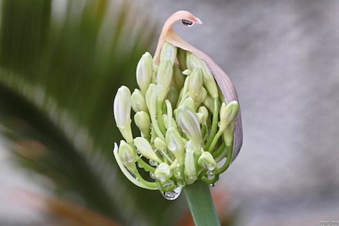 何かの芽? 何かの芽?