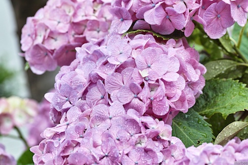 あじさい あじさい