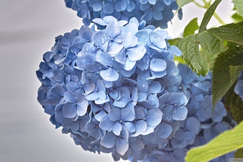 あじさい あじさい