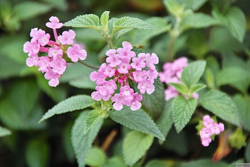 ランタナ ランタナ