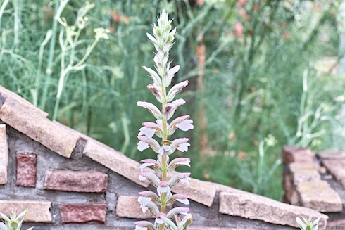 なんて花? なんて花?