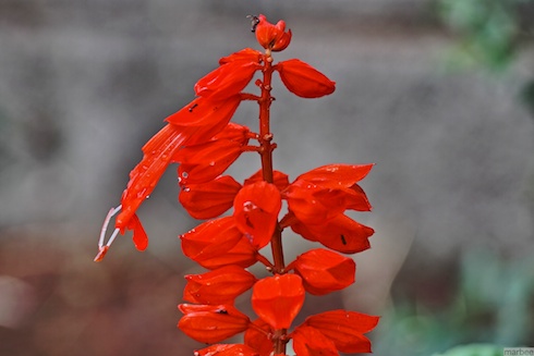 赤いサルビア 赤いサルビア