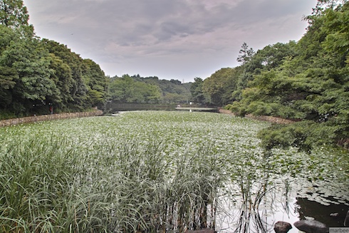 蓮の池 蓮の池