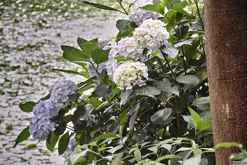 あじさい あじさい