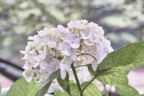 あじさい あじさい