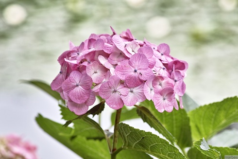 あじさい あじさい