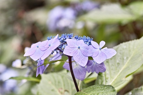 あじさい あじさい