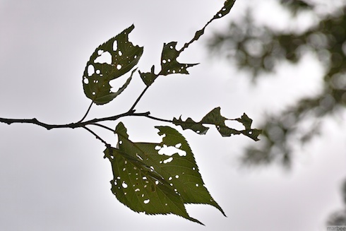 虫に食べられた葉桜 虫に食べられた葉桜