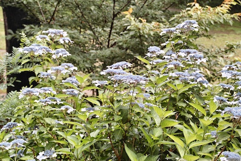 あじさい あじさい